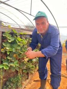 Arbeiten in der Erdbeerplantage von Wahat al-Farah
