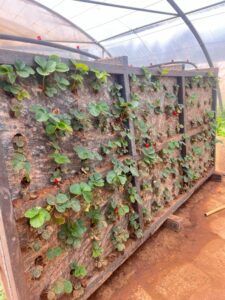 Erdbeerplantage von Wahat al-Farah